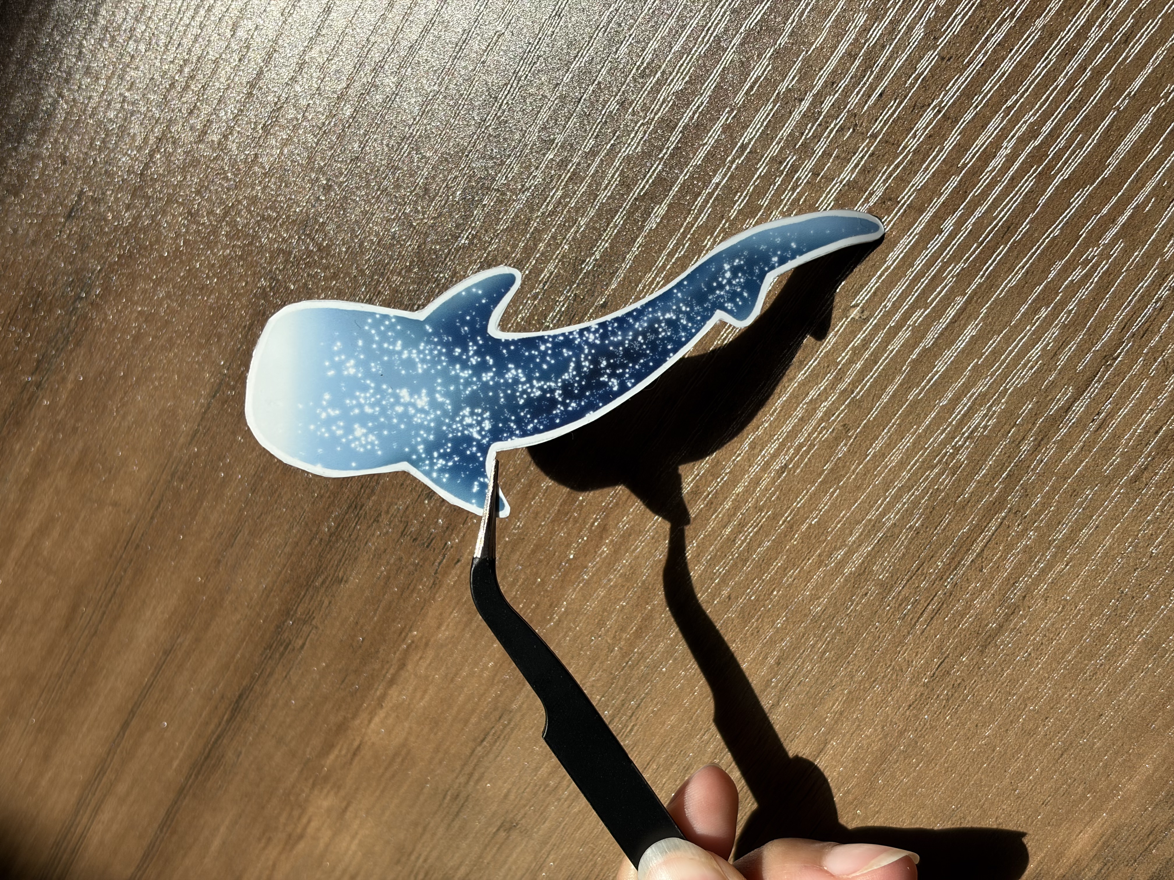 Requin-baleine étoilé