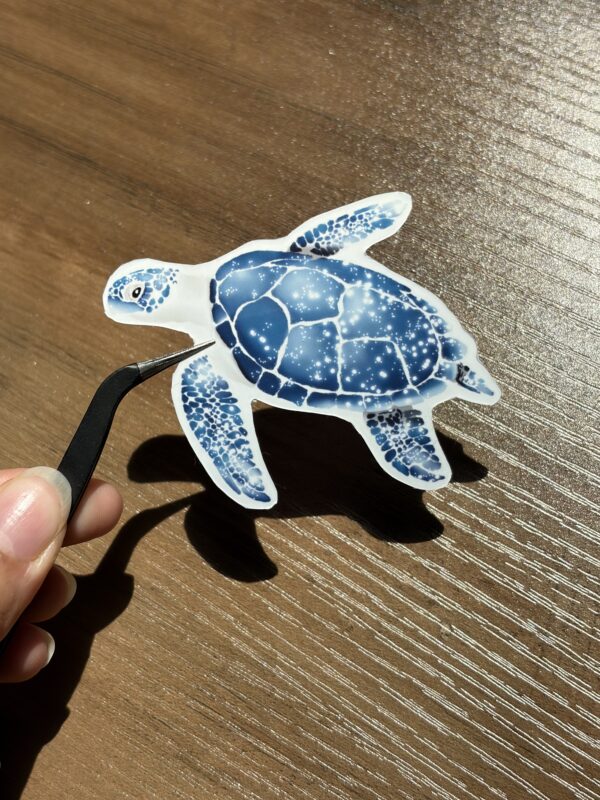 IMG_6709 Tortue marine étoilée
